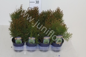 Туя Thuja Smaragd