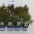 Туя Thuja Smaragd Туя Thuja Smaragd