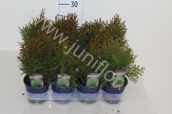 Туя Thuja Smaragd Туя Thuja Smaragd