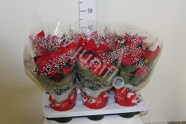 Пуансетия Euphorbia P Christmas Eve