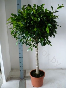 Фикус Ficus Nitida Op Stam