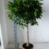 Фикус Ficus Nitida Op Stam Фикус Ficus Nitida Op Stam