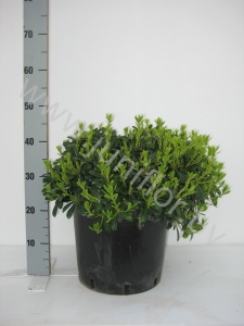 Питтоспорум Pittosporum Tobira Nanum