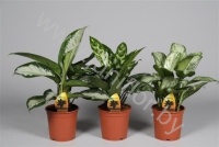 Аглаонема Aglaonema Mixed