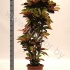 Кодиеум Codiaeum Mrs Iceton Кодиеум Codiaeum Mrs Iceton