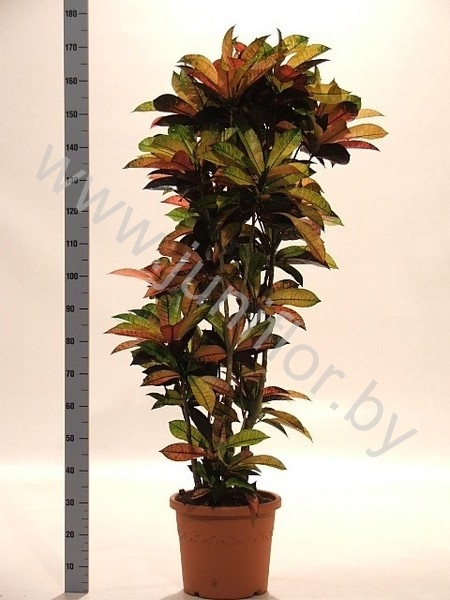 Кодиеум Codiaeum Mrs Iceton