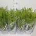 Нефролепис Nephrolepis Bostoniensis