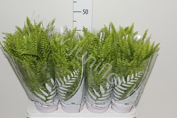 Нефролепис Nephrolepis Bostoniensis