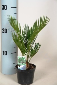 Цикас Cycas Revoluta CITES