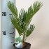 Цикас Cycas Revoluta CITES Цикас Cycas Revoluta CITES