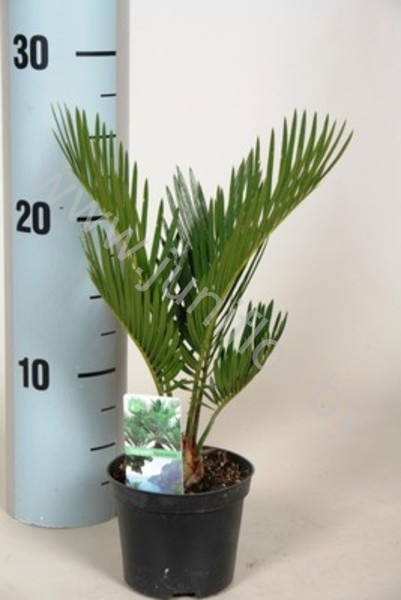 Цикас Cycas Revoluta CITES