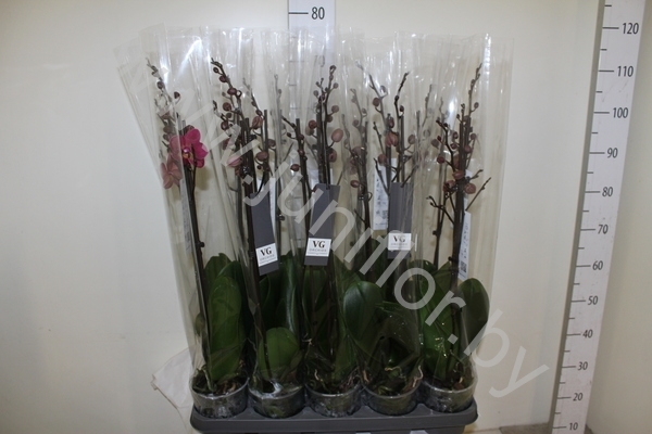 Фаленопсис Phal Diamond King 2-Tak