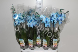 Фаленопсис Phal Royal Blue 2 Tak