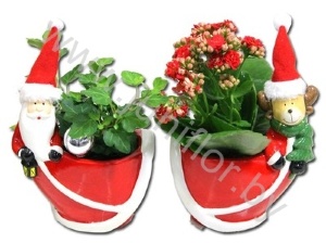 Микс Xmas Figuur Mix Of 2+Kamerplant