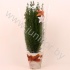 Кипарис Cham.Kersthoes NO SNOW