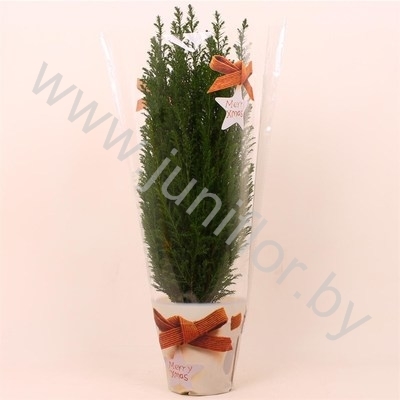 Кипарис Cham.Kersthoes NO SNOW