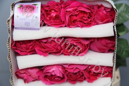 Садовая Роза Дэвида Остина Rose Dav Austin Kate