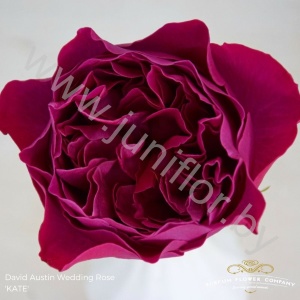 Садовая Роза Дэвида Остина Rose Dav Austin Kate