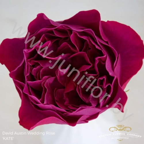 Садовая Роза Дэвида Остина Rose Dav Austin Kate