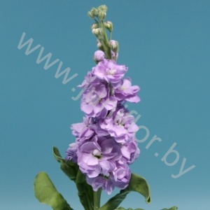 Маттиола Matthiola Milka