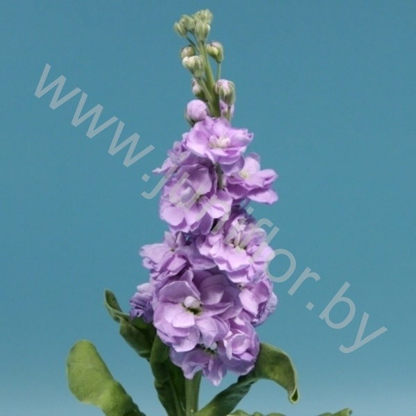 Маттиола Matthiola Milka