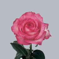 Роза Attracata
