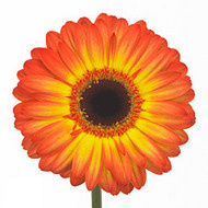 Гербера Entourage