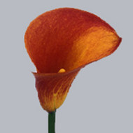 Калла Treasure