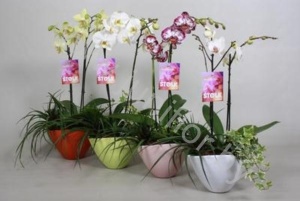 Фаленопсис Eveline Spring
