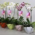Фаленопсис Eveline Spring