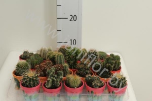 Кактус Mix In Mexico Pot cites