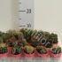 Кактус Mix In Mexico Pot cites Кактус Mix In Mexico Pot cites