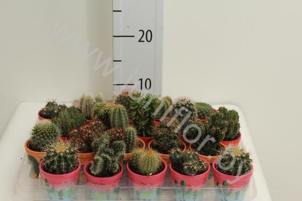 Кактус Mix In Mexico Pot cites