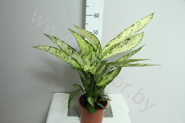Диффенбахия Dieffenbachia Vesuvius