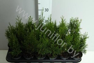 Туя Thuja Smaragd