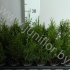 Туя Thuja Smaragd Туя Thuja Smaragd
