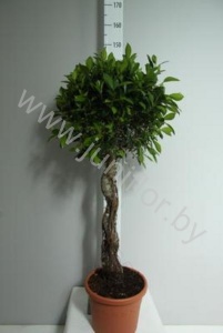 Фикус Ficus Nitida Spiraal