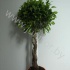 Фикус Ficus Nitida Spiraal Фикус Ficus Nitida Spiraal