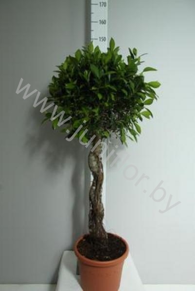Фикус Ficus Nitida Spiraal