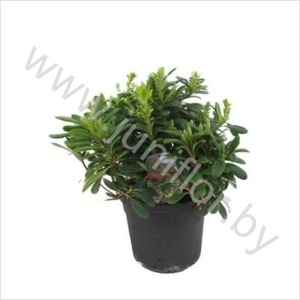 Питтоспорум Pittosporum Tobira Nanum