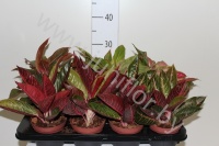 Аглаонема Aglaonema Mixed Extra