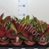 Аглаонема Aglaonema Mixed Extra Аглаонема Aglaonema Mixed Extra
