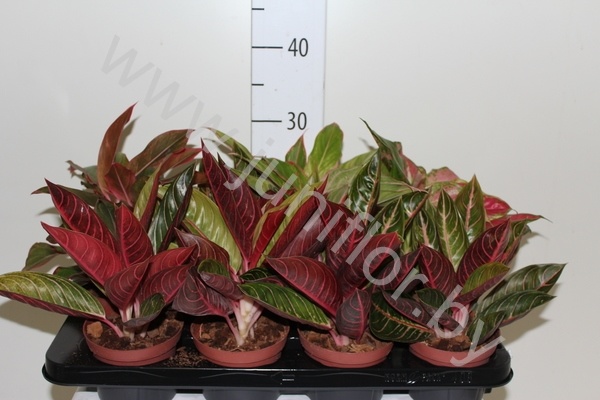 Аглаонема Aglaonema Mixed Extra