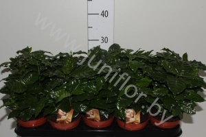 Кофе Coffea Arabica