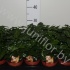 Кофе Coffea Arabica Кофе Coffea Arabica