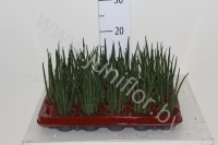 Сансевиерия Sansevieria Cylindrica Mikado