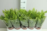 Нефролепис Nephrolepis Bostoniensis