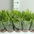 Нефролепис Nephrolepis Bostoniensis Нефролепис Nephrolepis Bostoniensis