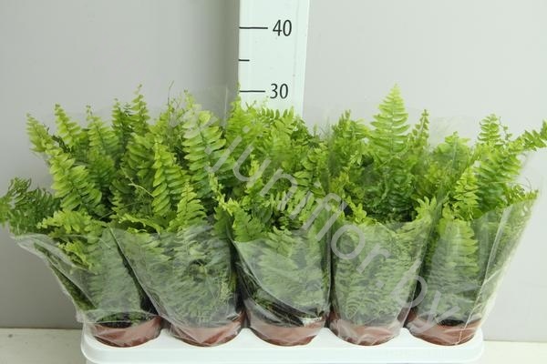 Нефролепис Nephrolepis Bostoniensis