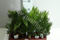 Цикас Cycas Revoluta CITES